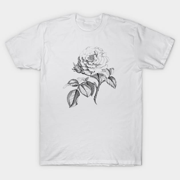 Rose Flower Black & White Illustration T-Shirt by Biophilia